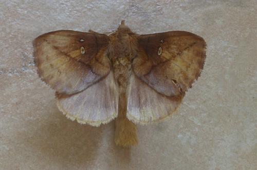 Réf. 210 226 : Euthrix potatoria